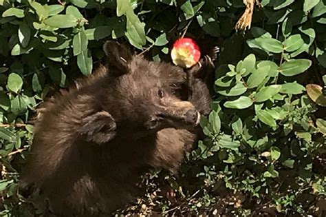 Bears are acting way too friendly due to deadly disease