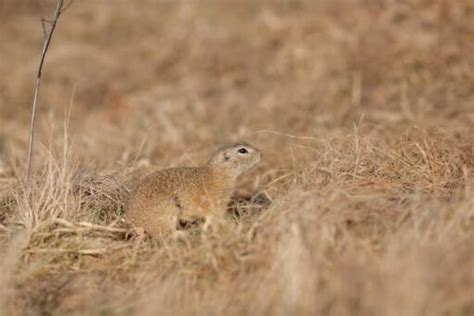 23 Most Endangered Animals in Europe