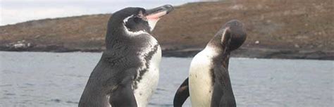 Galapagos Penguin