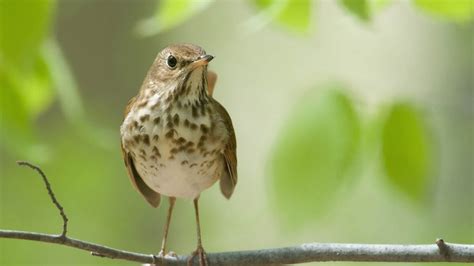 Hermit thrush and human songs share similar patterns of notes ...