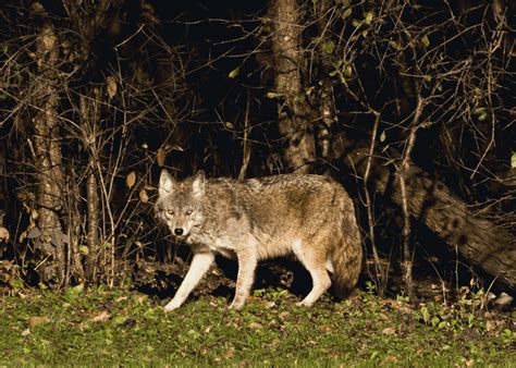 The Scoop on Coyote Poop - How To Spot It In Your Garden - Animal Corner