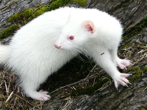 Why do albino animals have red eyes? – How It Works