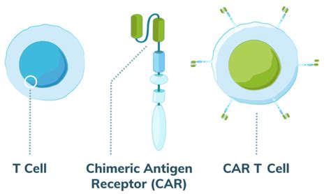 CAR T-Cell Therapy | Mesothelioma Clinical Trials