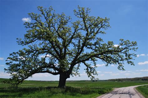 Free Images : nature, branch, sky, road, meadow, flower, spring ...