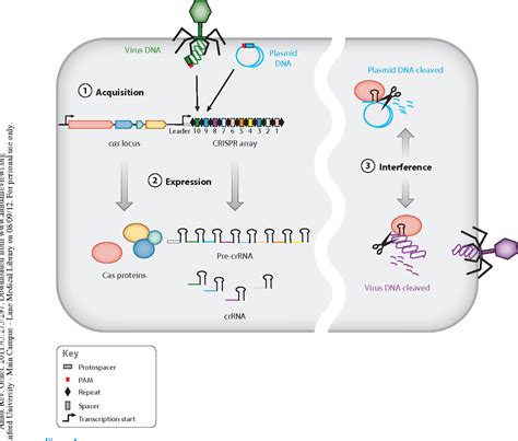 Crispr Bacteria