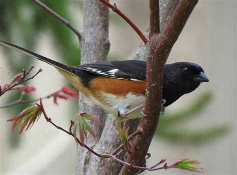 Eastern Towhee Male | All birds, Beautiful birds, Bird carving