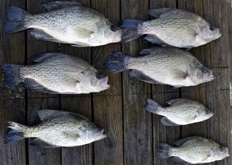 What Size Crappie Should You Keep? - fishing weekend warrior