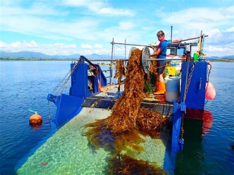 How seaweed farming can help to tackle climate change | The Fish Site