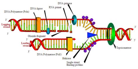 New Study Reveals the Structure of DNA Helicase at the Replication Fork | Lab Manager