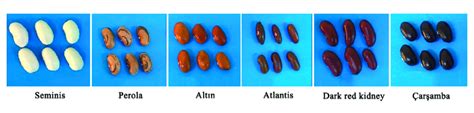 Seeds of different common bean varieties were used in this study. These... | Download Scientific ...