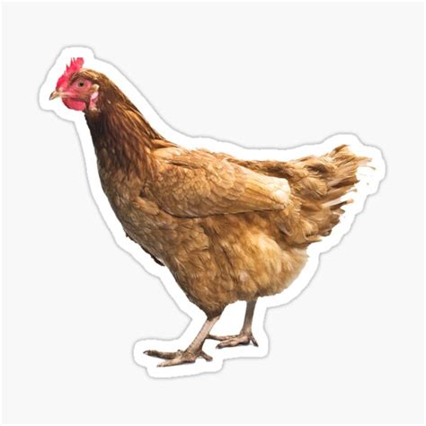 Chicken Stickers Paper, Party & Kids Craft Supplies & Tools ...