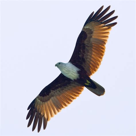 Brahminy Kite - Haliastur indus | Pet birds, Bird pictures, Birds