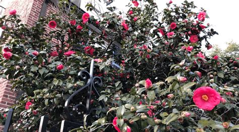 The Best and Most Effective Guide for Pruning Camellias - Organize With Sandy