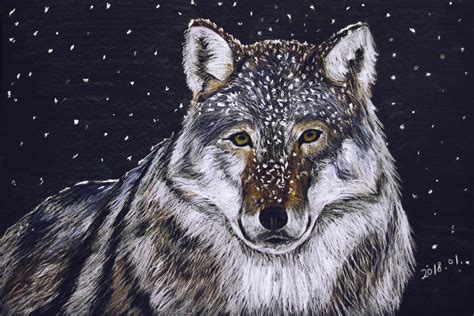 Colored Pencil Drawing - Winter Wolf by CelineHot on DeviantArt