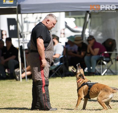 Bad training or Good Training | Blog by K9 Pro and Steve Courtney Dog ...