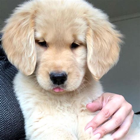 Fluffy Golden Retriever Puppy | Cute dogs, Golden retriever, Dogs golden retriever