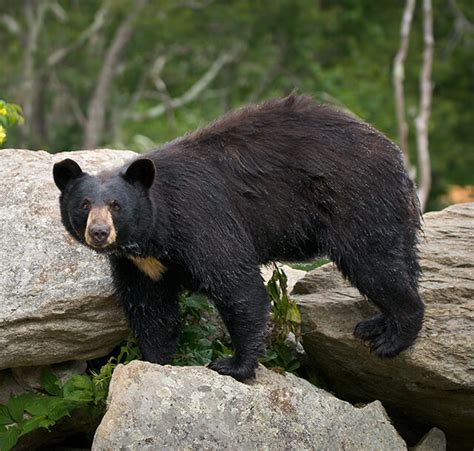 Maine Bear Hunting Outfitters-Guided Maine Bear Hunts