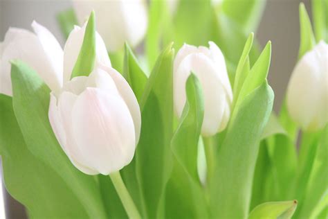 elegance of white tulips | ushka photography