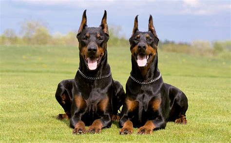 Doberman Noir, Black Doberman, Doberman Puppies, Doberman Pincher ...