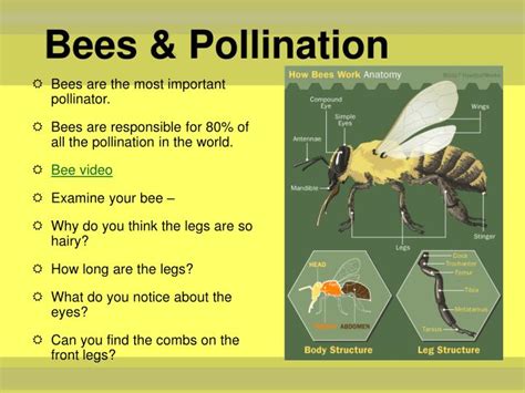 PPT - Pollination PowerPoint Presentation - ID:2423311