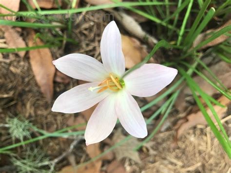 Rain Lily Prairie Sunset : The Garden Club of Houston