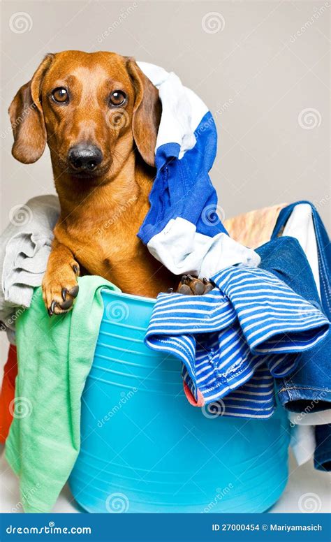 Dog In The Laundry Basket Stock Images - Image: 27000454