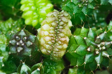 Cactus Seed Germination From Seed Growing Out From Soil Stock Photo ...