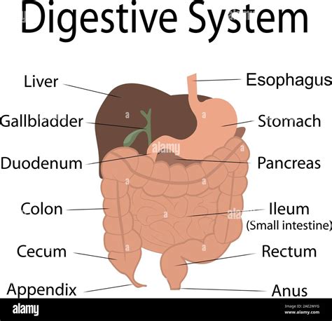 Digestive system in human body vector infographics chart with organ ...