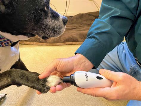 The best way to trim your dog's nails - Acme Canine