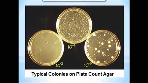 Total plate count - YouTube