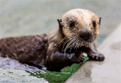 Young otter on mend at Marine Mammal Center after shark attack killed mother | Baby sea otters ...