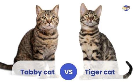 Tabby vs Tiger Cat: Similarities and Differences