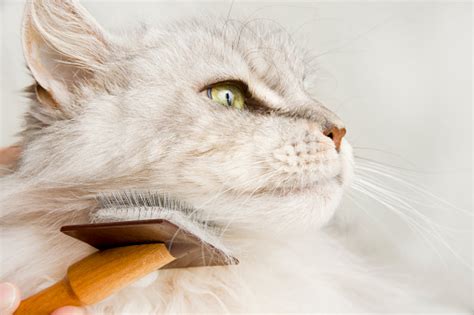 Maine Coon Cat Grooming Stock Photo - Download Image Now - iStock