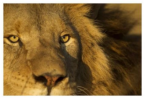 Gallery For > Lion Eyes Close Up | Lion eyes, Lion, Eye close up