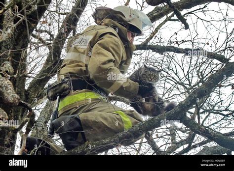 Rescue Cat In Tree High Resolution Stock Photography and Images - Alamy