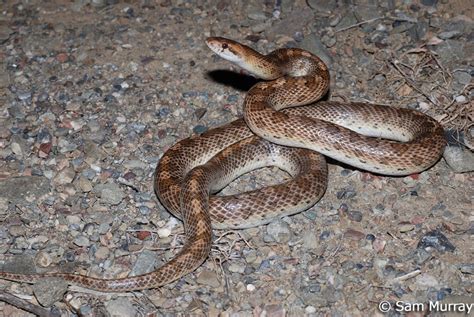 California Glossy Snake - Arizona elegans occidentalis