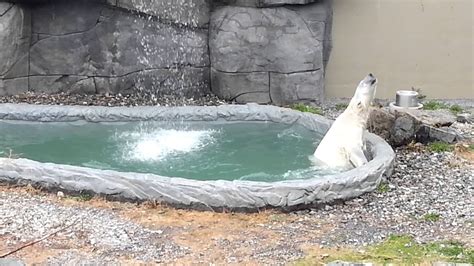 Polar Bear at Quebec aquarium - YouTube