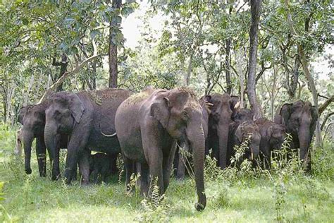 Glorious Mudumalai National Park and Wildlife sanctuaryRoyal Leisure Tours