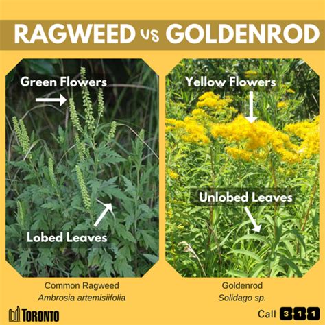 RAGWEED VS GOLDENROD – WHAT IS CAUSING MY SEASONAL ALLERGIES? | Kim Smith Films