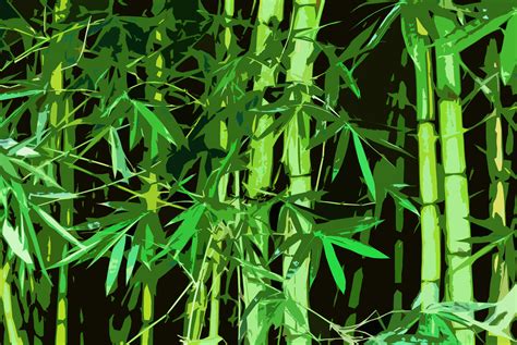 Free Stock Photo 3003-graphic bamboo | freeimageslive