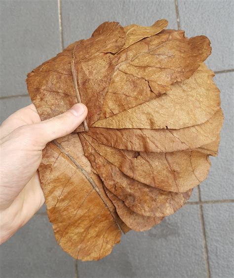 10x Indian Almond Leaves – Sydney Aquascapes