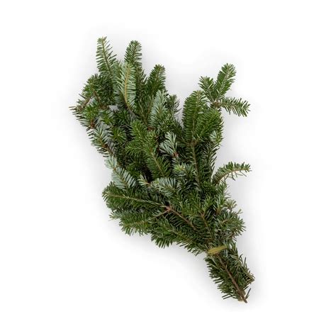 1-Pk Basic Bough Bundle- Frasier Fir Fresh Christmas Decorations at ...