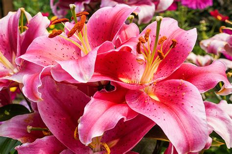 Desktop Hintergrundbilder Lilien Rosa Farbe Blumen Großansicht