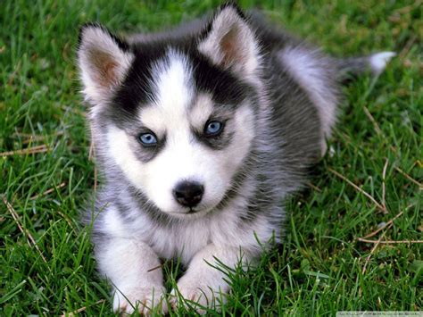 Download Husky Puppy With Blue Eyes Wallpaper | Wallpapers.com