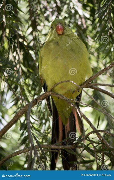 The Female Regent Parrot is a Light Green Stock Image - Image of animal, colors: 266363079