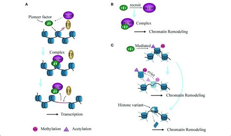 | Interaction between chromatin remodeling and transcription factors... | Download Scientific ...