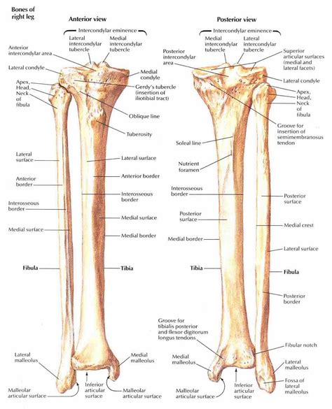 Biology Diagrams,Images,Pictures of Human anatomy and physiology : December 2013