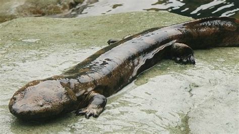 New Chinese Giant Salamander Species May Be World's Biggest Amphibian ...