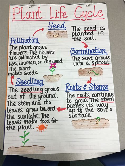 Plant Life Cycle Anchor Chart | Teaching plants, Plant life cycle, Science lessons