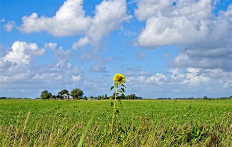 Lonely Sunflower | Hindrik Sijens | Flickr